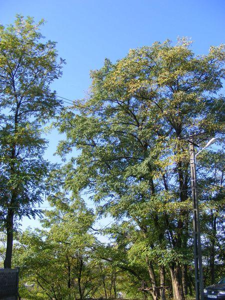 2008_10130016.JPG