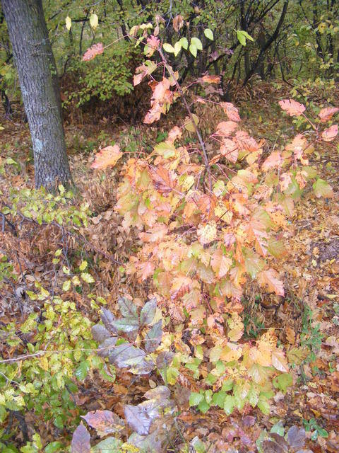 DSCF0147.JPG