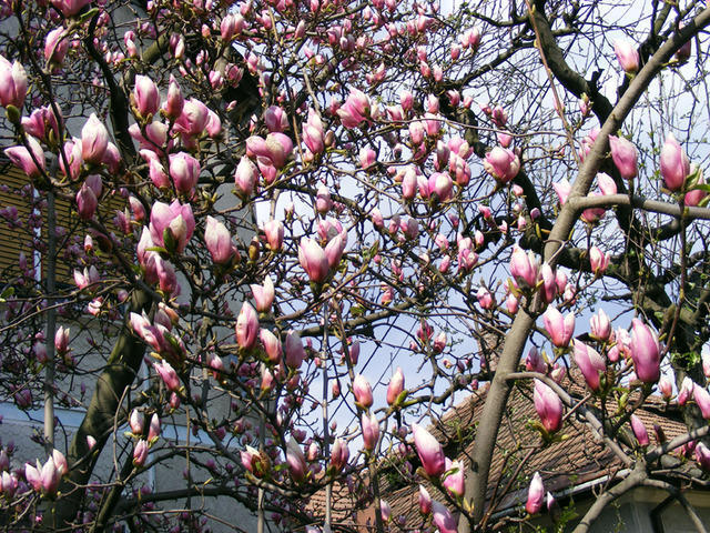 Magnolii inflorite de Florii