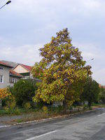 DSCF0225.JPG