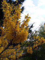 DSCF0017